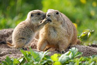 Black-tailed Prairie Dog (Cynomys ludovicianus) young with adult at burrow, Germany, Europe