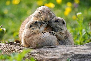 Black-tailed Prairie Dog (Cynomys ludovicianus) young with adult at burrow, Germany, Europe