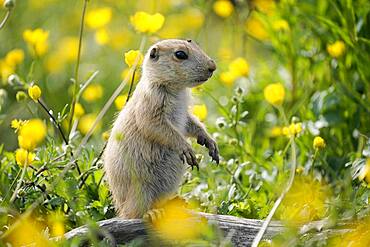 Black-tailed Prairie Dog (Cynomys ludovicianus) in a flowering meadow, Germany, Europe