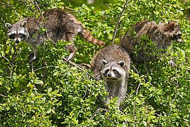 Raccoons (Procyon lotor) climbing a tree, Germany, Europe