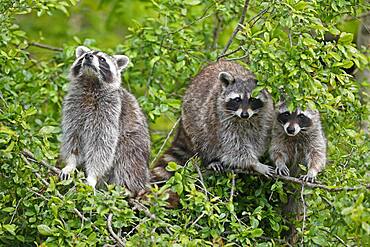 Raccoons (Procyon lotor) climbing a tree, Germany, Europe