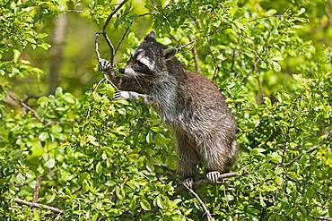 Raccoon (Procyon lotor) climbing a tree, Germany, Europe