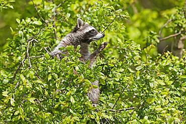 Raccoon (Procyon lotor) climbing a tree, Germany, Europe