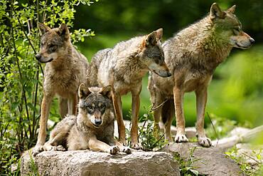 European wolves (Canis lupus) standing on rocks, Germany, Europe