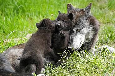 Timberwolf, American wolf (Canis lupus occidentalis), captive, pups with adult, Germany, Europe