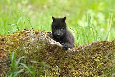 Timberwolf, American wolf (Canis lupus occidentalis), captive, pup at den, Germany, Europe