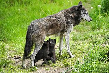 Timberwolf, American wolf (Canis lupus occidentalis), captive, pups with adult, Germany, Europe