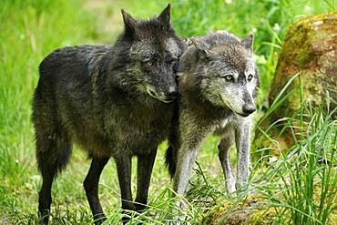 Timberwolf, American wolf (Canis lupus occidentalis), captive, two adults, Germany, Europe