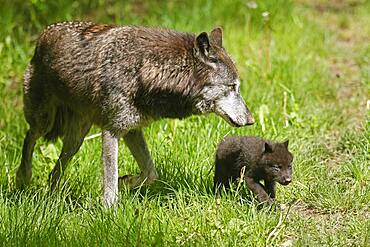 Timberwolf, American wolf (Canis lupus occidentalis), captive, pups with adult at den, Germany, Europe