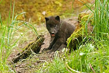 Timberwolf, American wolf (Canis lupus occidentalis), captive, pup at den, Germany, Europe