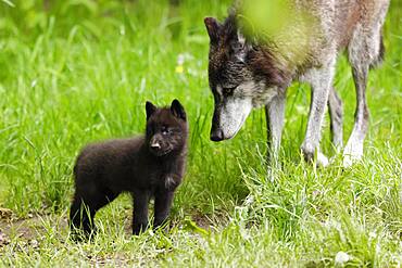 Timberwolf, American wolf (Canis lupus occidentalis), captive, pups with adult, Germany, Europe