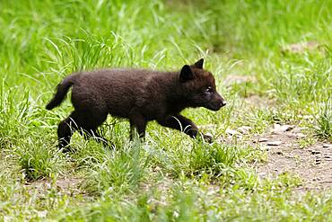 Timberwolf, American wolf (Canis lupus occidentalis), captive, pup in a meadow, Germany, Europe