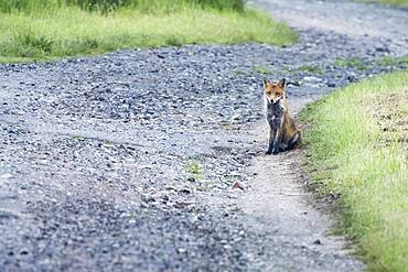 Red fox (Vulpes vulpes), sitting by the wayside Hesse, Germany, Europe