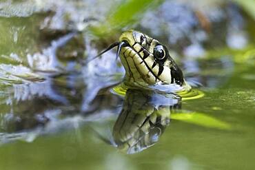 Grass snake (Natrix natrix), tonguing, animal portrait, Hesse, Germany, Europe