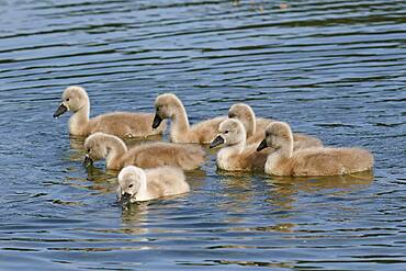 Mute swans (Cygnus olor) seven chicks, Schleswig-Holstein, Germany, Europe