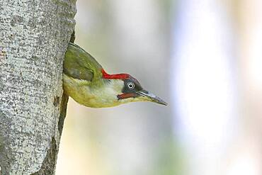 European green woodpecker (Picus viridis) leaves breeding cavity, Neunkirchen im Siegerland, North Rhine-Westphalia, Germany, Europe