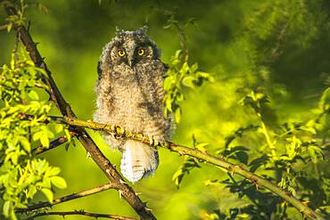 Long-eared owl (Asio otus), young bird, sitting on Bromberg branch, Hesse, Germany, Europe