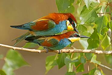 Bee-eater (Merops apiaster) mating on a branch, Rhineland-Palatinate, Germany, Europe