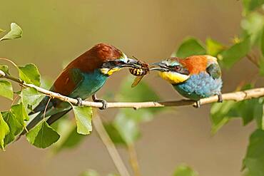 Bee-eater (Merops apiaster) sitting with insect on a branch, mating feeding, Rhineland-Palatinate, Germany, Europe