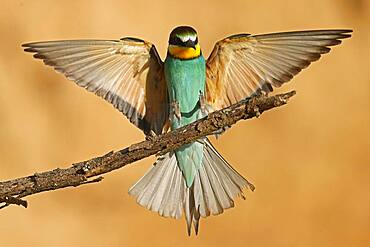 Bee-eater (Merops apiaster) flying on branch, Rhineland-Palatinate, Germany, Europe