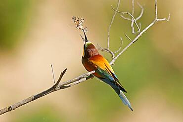 Bee-eater (Merops apiaster) sitting with insect on a branch, Rhineland-Palatinate, Germany, Europe