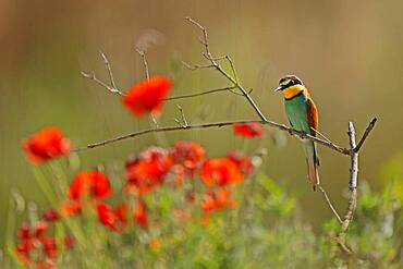 Bee-eater (Merops apiaster) sitting on a branch, Rhineland-Palatinate, Germany, Europe