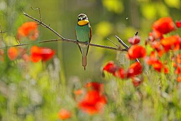 Bee-eater (Merops apiaster) sitting on a branch, Rhineland-Palatinate, Germany, Europe