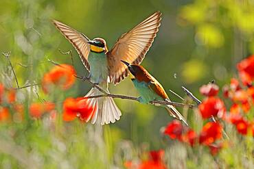 Bee-eater (Merops apiaster) sitting on a branch, Rhineland-Palatinate, Germany, Europe