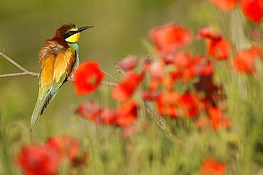 Bee-eater (Merops apiaster) sitting on a branch, Rhineland-Palatinate, Germany, Europe