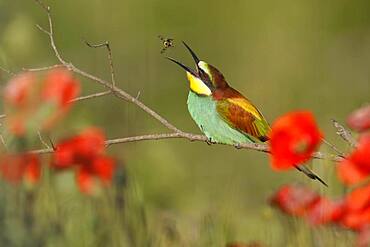 Bee-eater (Merops apiaster) sitting on a branch, Rhineland-Palatinate, Germany, Europe