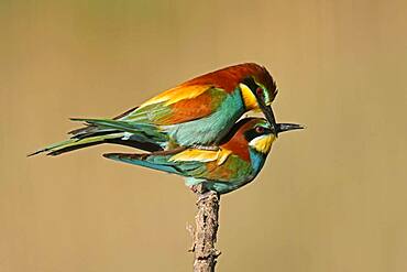 Bee-eater (Merops apiaster) mating on a branch, Rhineland-Palatinate, Germany, Europe