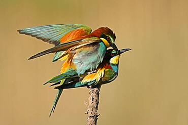 Bee-eater (Merops apiaster) mating on a branch, Rhineland-Palatinate, Germany, Europe