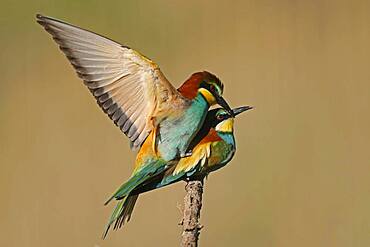 Bee-eater (Merops apiaster) mating on a branch, Rhineland-Palatinate, Germany, Europe