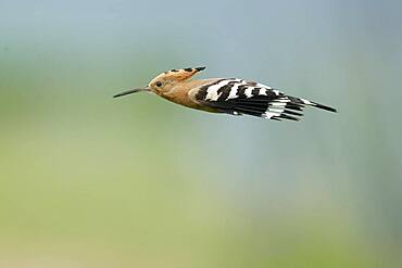 Hoopoe (Upupa epops) in flight with food, Rhineland-Palatinate, Germany, Europe