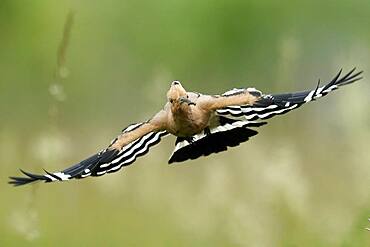 Hoopoe (Upupa epops) in flight with food, Rhineland-Palatinate, Germany, Europe