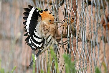 Hoopoe (Upupa epops) feeding young bird, Rhineland-Palatinate, Germany, Europe