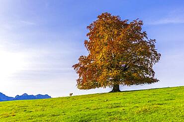 European Beech (Fagus sylvatica) in autumn, Rieden am Forggensee, Ostallgaeu, Allgaeu, Swabia, Bavaria, Germany, Europe