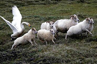 Swan (Cygnus) attacking sheep (Ovis), Karahnjukar, Highlands, Iceland, Europe