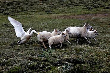 Swan (Cygnus) attacking sheep (Ovis), Karahnjukar, Highlands, Iceland, Europe