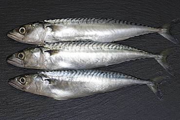 Three mackerel (Scomber scombrus), Germany, Europe