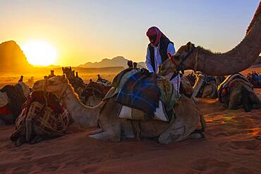 Bedouin in the desert caring for camels, sunset behind, Wadi Rum, Jordan, Asia