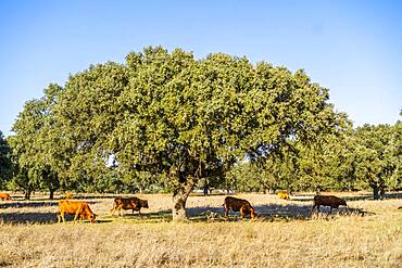 Alentejo landscape, red cows grazing among cork trees, Portugal, Europe