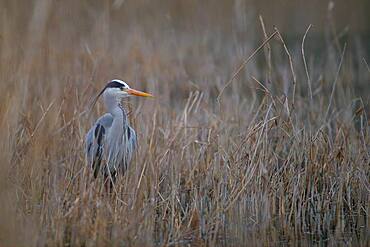 A grey heron (Ardea cinerea) standing in riparian vegetation, North Rhine-Westphalia, Germany, Europe