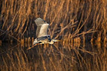 A Grey heron (Ardea cinerea) flying in the first light of day, North Rhine-Westphalia, Germany, Europe