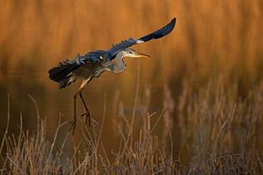 A Grey heron (Ardea cinerea) flying in the first light of day, North Rhine-Westphalia, Germany, Europe