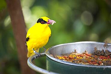 Feeding black-naped oriole of eastern asia with a worm in beak