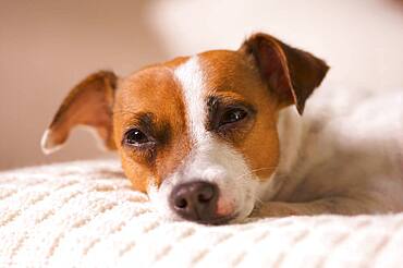 Jack russell terrier dog portrait on pillow