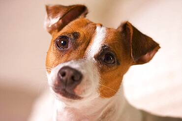 Jack russell terrier dog portrait