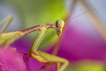 European mantis (mantis religiosa) on a branch, Paros, Aegean Sea, Greece, Europe