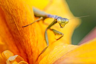 European mantis (mantis religiosa) on a flower, Paros, Aegean Sea, Greece, Europe